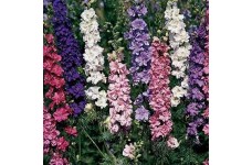 DELPHINIUM LARKSPUR SUBLIME MIX SEEDS - CONSOLIDA AJACIS - 100 SEEDS DELPHINIUM LARKSPUR SUBLIME MIX SEEDS - CONSOLIDA AJACIS - 100 SEEDS