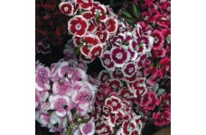 DIANTHUS BARBATUS SEEDS - SWEET WILLIAM AURICULA EYED SEEDS - 100 SEEDS DIANTHUS BARBATUS SEEDS - SWEET WILLIAM AURICULA EYED SEEDS - 100 SEEDS