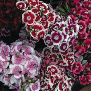 DIANTHUS BARBATUS SEEDS - SWEET WILLIAM AURICULA EYED SEEDS - 100 SEEDS