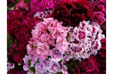 DIANTHUS BARBATUS SEEDS - SWEET WILLIAM DOUBLE MIX SEEDS - 250 SEEDS DIANTHUS BARBATUS SEEDS - SWEET WILLIAM DOUBLE MIX SEEDS - 250 SEEDS