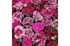 DIANTHUS CHINENSIS INDIAN PINK MIX / CHINA PINK SEEDS - 250 SEEDS DIANTHUS CHINENSIS INDIAN PINK MIX / CHINA PINK SEEDS - 250 SEEDS