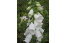 DIGITALIS PURPUREA ALBA WHITE FOXGLOVE SEEDS - 500 SEEDS DIGITALIS PURPUREA ALBA WHITE FOXGLOVE SEEDS - 500 SEEDS