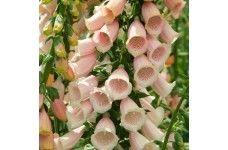 DIGITALIS PURPUREA APRICOT FOXGLOVE SEEDS - 500 SEEDS DIGITALIS PURPUREA APRICOT FOXGLOVE SEEDS - 500 SEEDS