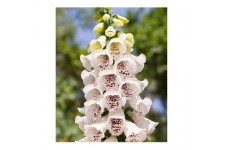 DIGITALIS PURPUREA ELSIE KELSEY FOXGLOVE SEEDS - WHITE & PURPLE - 100 SEEDS DIGITALIS PURPUREA ELSIE KELSEY FOXGLOVE SEEDS - WHITE & PURPLE - 100 SEEDS