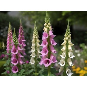 DIGITALIS PURPUREA MIXED COLOUR FOXGLOVE SEEDS - 500 SEEDS