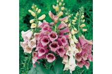 DIGITALIS PURPUREA FOXY FOXGLOVE SEEDS - MIXED COLOURS - 500 SEEDS DIGITALIS PURPUREA FOXY FOXGLOVE SEEDS - MIXED COLOURS - 500 SEEDS