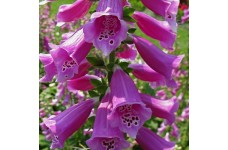 DIGITALIS PURPUREA NATIVE FOXGLOVE - PURPLE FOXGLOVE - 500 SEEDS DIGITALIS PURPUREA NATIVE FOXGLOVE - PURPLE FOXGLOVE - 500 SEEDS