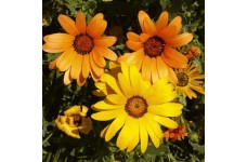 DIMORPHOTHECA SINUATA - AFRICAN DAISY SEEDS - 100 SEEDS DIMORPHOTHECA SINUATA - AFRICAN DAISY SEEDS - 100 SEEDS