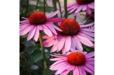 ECHINACEA PURPUREA SEEDS - PURPLE CONEFLOWER - 50 SEEDS ECHINACEA PURPUREA SEEDS - PURPLE CONEFLOWER - 50 SEEDS