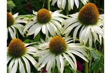 ECHINACEA PURPUREA WHITE SWAN SEEDS - WHITE CONEFLOWER - 25 SEEDS ECHINACEA PURPUREA WHITE SWAN SEEDS - WHITE CONEFLOWER - 25 SEEDS