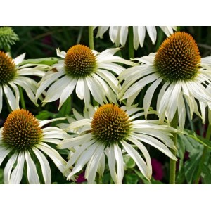 ECHINACEA PURPUREA WHITE SWAN SEEDS - WHITE CONEFLOWER - 25 SEEDS