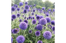 ECHINOPS RITRO BLUE SEEDS - GLOBETHISTLE / GLOBE THISTLE - BLUE HEADS - 25 SEEDS ECHINOPS RITRO BLUE SEEDS - GLOBETHISTLE / GLOBE THISTLE - BLUE HEADS - 25 SEEDS