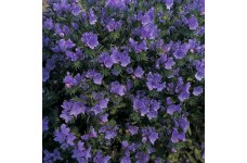 ECHIUM VULGARE BLUE BEDDER SEEDS - BLUE BELL SHAPED FLOWERS - 100 SEEDS ECHIUM VULGARE BLUE BEDDER SEEDS - BLUE BELL SHAPED FLOWERS - 100 SEEDS