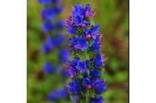 ECHIUM VULGARE - VIPERS BUGLOSS SEEDS - BLUE CONICAL FLOWERS - 100 SEEDS ECHIUM VULGARE - VIPERS BUGLOSS SEEDS - BLUE CONICAL FLOWERS - 100 SEEDS