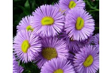 ERIGERON SPECIOSUS AZURE FAIRY SEEDS - BLUE LILAC FLEABANE DAISY - 150 SEEDS ERIGERON SPECIOSUS AZURE FAIRY SEEDS - BLUE LILAC FLEABANE DAISY - 150 SEEDS
