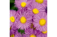 ERIGERON SPECIOSUS PINK JEWEL SEEDS - PINK FLEABANE DAISY - 100 SEEDS ERIGERON SPECIOSUS PINK JEWEL SEEDS - PINK FLEABANE DAISY - 100 SEEDS