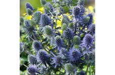 ERYNGIUM PLANUM SEEDS - BLUE ERYNGO - FLAT SEA HOLLY - 50 SEEDS ERYNGIUM PLANUM SEEDS - BLUE ERYNGO - FLAT SEA HOLLY - 50 SEEDS