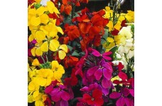 ERYSIMUM CHEIRI ENGLISH BEDDING MIX SEEDS - ENGLISH WALLFLOWER - 150 SEEDS ERYSIMUM CHEIRI ENGLISH BEDDING MIX SEEDS - ENGLISH WALLFLOWER - 150 SEEDS