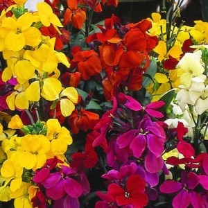 ERYSIMUM CHEIRI ENGLISH BEDDING MIX SEEDS - ENGLISH WALLFLOWER - 150 SEEDS