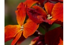 ERYSIMUM CHEIRI - FIRE KING SEEDS - ORANGE ENGLISH WALLFLOWER - 150 SEEDS ERYSIMUM CHEIRI - FIRE KING SEEDS - ORANGE ENGLISH WALLFLOWER - 150 SEEDS