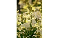 ERYSIMUM CHEIRI - IVORY WHITE SEEDS - WHITE ENGLISH WALLFLOWER - 150 SEEDS ERYSIMUM CHEIRI - IVORY WHITE SEEDS - WHITE ENGLISH WALLFLOWER - 150 SEEDS