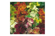 ERYSIMUM CHEIRI MY FAIR LADY MIX SEEDS - ENGLISH WALLFLOWER - 150 SEEDS ERYSIMUM CHEIRI MY FAIR LADY MIX SEEDS - ENGLISH WALLFLOWER - 150 SEEDS