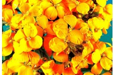 ERYSIMUM CHEIRI - CLOTH OF GOLD - WALLFLOWER - 150 SEEDS ERYSIMUM CHEIRI - CLOTH OF GOLD - WALLFLOWER - 150 SEEDS
