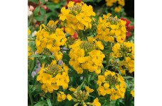 ERYSIMUM CHEIRI - GOLDEN - DWARF BEDDING WALLFLOWER - 150 SEEDS ERYSIMUM CHEIRI - GOLDEN - DWARF BEDDING WALLFLOWER - 150 SEEDS