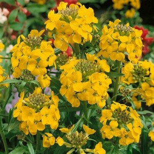 ERYSIMUM CHEIRI - GOLDEN - DWARF BEDDING WALLFLOWER  - 150 SEEDS