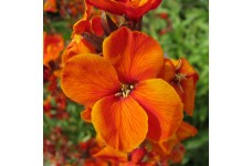 ERYSIMUM CHEIRI ORANGE BEDDER WALLFLOWER SEEDS - DWARF BEDDING - 100 SEEDS ERYSIMUM CHEIRI ORANGE BEDDER WALLFLOWER SEEDS - DWARF BEDDING - 100 SEEDS