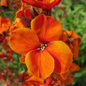 ERYSIMUM CHEIRI ORANGE BEDDER WALLFLOWER SEEDS - DWARF BEDDING - 100 SEEDS