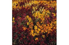 ERYSIMUM CHEIRI PERSIAN CARPET MIXED WALLFLOWER SEEDS - 100 SEEDS ERYSIMUM CHEIRI PERSIAN CARPET MIXED WALLFLOWER SEEDS - 100 SEEDS