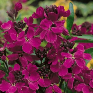 ERYSIMUM CHEIRI RUBY GEM SEEDS - PURPLE WALLFLOWER - 100 SEEDS