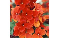 ERYSIMUM CHEIRI SCARLET EMPEROR WALLFLOWER SEEDS - 100 SEEDS ERYSIMUM CHEIRI SCARLET EMPEROR WALLFLOWER SEEDS - 100 SEEDS