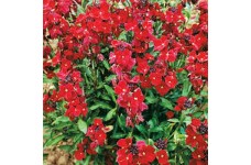 ERYSIMUM CHEIRI SCARLET BEDDER WALLFLOWER SEEDS - DWARF BEDDING - 100 SEEDS ERYSIMUM CHEIRI SCARLET BEDDER WALLFLOWER SEEDS - DWARF BEDDING - 100 SEEDS