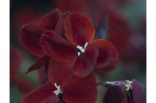 ERYSIMUM CHEIRI VULCAN WALLFLOWER SEEDS - DEEP CRIMSON BEDDING - 100 SEEDS ERYSIMUM CHEIRI VULCAN WALLFLOWER SEEDS - DEEP CRIMSON BEDDING - 100 SEEDS