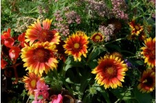 GAILLARDIA ARISTATA GRANDIFLORA MIXED SEEDS - BLANKET FLOWER - 100 SEEDS GAILLARDIA ARISTATA GRANDIFLORA MIXED SEEDS - BLANKET FLOWER - 100 SEEDS