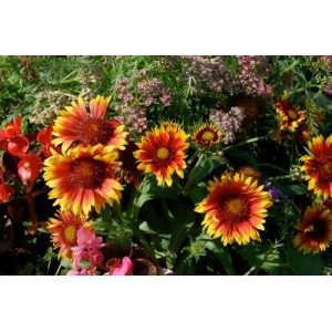 GAILLARDIA ARISTATA GRANDIFLORA MIXED SEEDS - BLANKET FLOWER - 100 SEEDS