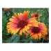 GAILLARDIA ARISTATA GRANDIFLORA MIXED SEEDS - BLANKET FLOWER - 100 SEEDS