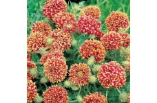 GAILLARDIA SUNDANCE BI-COLOUR SEEDS - 50 SEEDS GAILLARDIA SUNDANCE BI-COLOUR SEEDS - 50 SEEDS