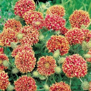 GAILLARDIA SUNDANCE BI-COLOUR SEEDS - 50 SEEDS