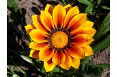 GAZANIA SUNSHINE HYBRID MIX SEEDS - 25 SEEDS GAZANIA SUNSHINE HYBRID MIX SEEDS - 25 SEEDS