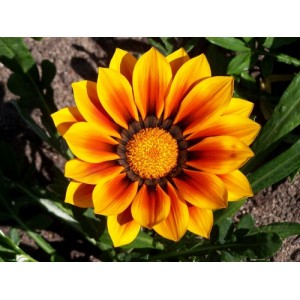 GAZANIA SUNSHINE HYBRID MIX SEEDS - 25 SEEDS
