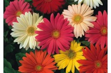 GERBERA JAMESONII HYBRID MIX SEEDS - 25 SEEDS GERBERA JAMESONII HYBRID MIX SEEDS - 25 SEEDS