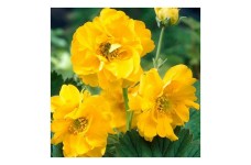 GEUM AVENS LADY STRATHEDEN SEEDS - 50 SEEDS GEUM AVENS LADY STRATHEDEN SEEDS - 50 SEEDS