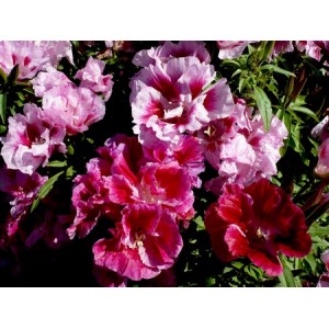 GODETIA WHITNEYI AZALEA DOUBLE MIXED - CLARKIA AMOENA - 500 SEEDS