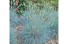 BLUE FESCUE / FESTUCA GLAUCA / ELIJAH BLUE ORNAMENTAL GRASS SEEDS - 100 SEEDS BLUE FESCUE / FESTUCA GLAUCA / ELIJAH BLUE ORNAMENTAL GRASS SEEDS - 100 SEEDS