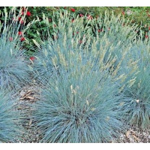 BLUE FESCUE / FESTUCA GLAUCA / ELIJAH BLUE ORNAMENTAL GRASS SEEDS - 100 SEEDS BLUE FESCUE / FESTUCA GLAUCA / ELIJAH BLUE ORNAMENTAL GRASS SEEDS - 100 SEEDS