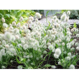 LAGURUS OVATUS SEEDS - BUNNY TAILS / RABBITS TAIL ORNAMENTAL GRASS SEEDS - 100 SEEDS