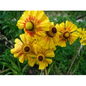 HELENIUM AUTUMNALE BUTTERPAT SEEDS - 50 SEEDS